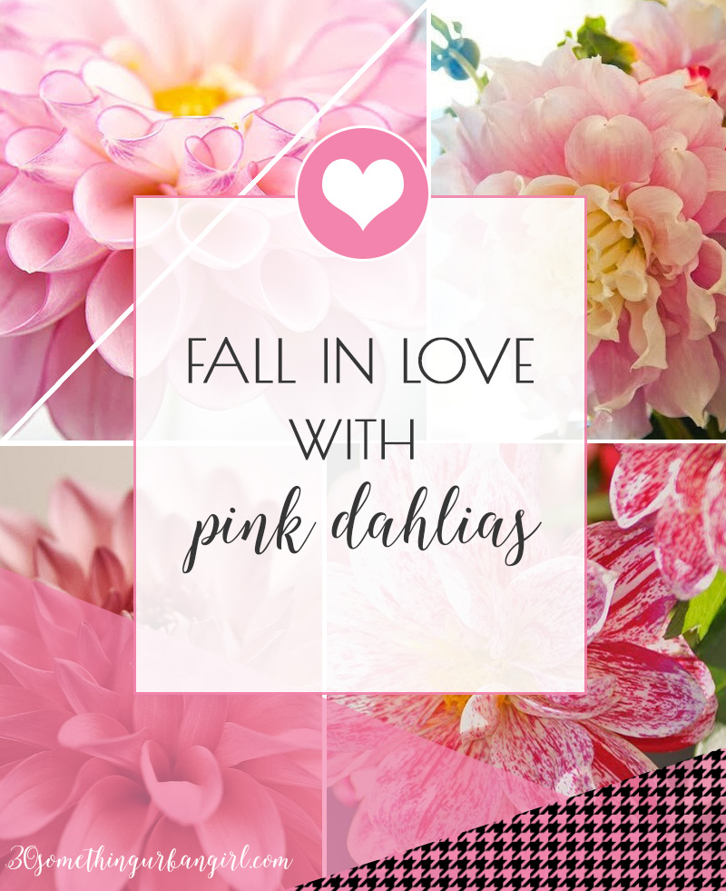 Fall in love with pink dahlias, beautiful photos about this lovely flower